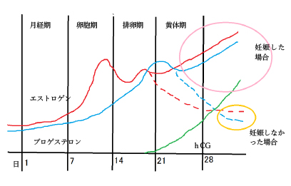 妊娠検査薬を使うタイミングと正しい使い方 Niptならdna先端医療株式会社