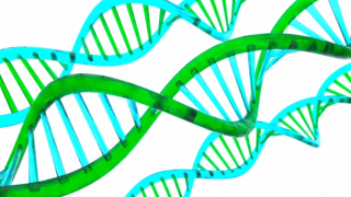 流産はどのような状態 原因や種類について Niptならdna先端医療株式会社