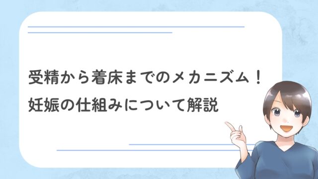 受精から着床までのメカニズム！妊娠の仕組みについて解説 | DNA先端医療